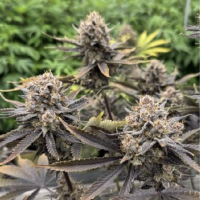 (imagen para) Banana Purple Punch RF3 Auto fem