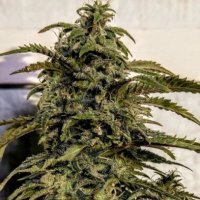 (Bild für) Banana Sativa 6 fem