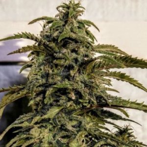 (Bild für) Banana Sativa 6 fem