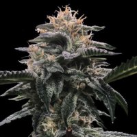 (image for) Banana Sorbet