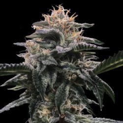 Ein allgemeines Bild