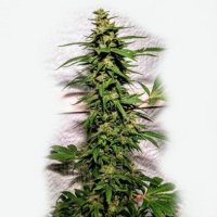 (Bild für) Banana Sunrise 6 fem