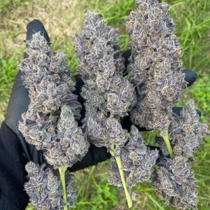 (Bild für) Bananacane