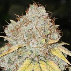 Ein allgemeines Bild