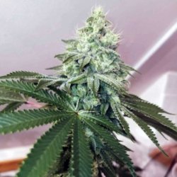 Ein allgemeines Bild