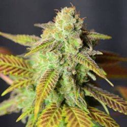 Ein allgemeines Bild