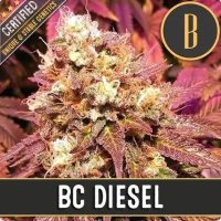 BC Diesel feminized