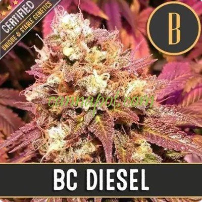 BC Diesel feminized - zum Schließen ins Bild klicken