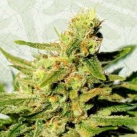 BCN Diesel CBD female