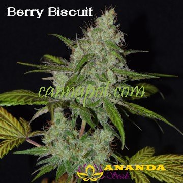 Berry Biscuit - zum Schließen ins Bild klicken