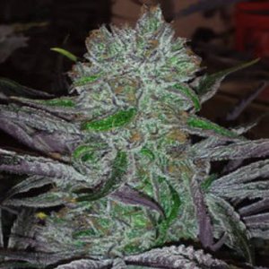Best Friend OG 6 reg