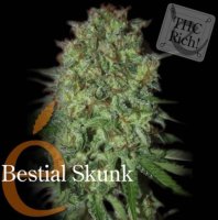 Bestial Skunk female