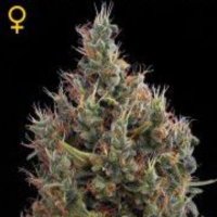 (image pour) Big Bang Auto female