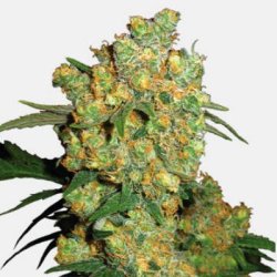 Ein allgemeines Bild