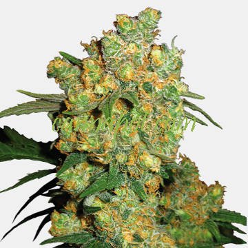 Big Bud - Click Image to Close