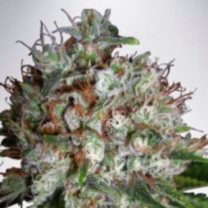 (image pour) Big Bud XXL fem