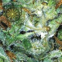 (Bild für) Big Bud fem
