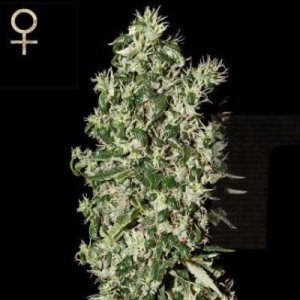 (image for) Big Tooth feminized