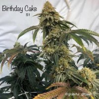 Birthday Cake S1