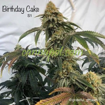 Birthday Cake S1 - zum Schließen ins Bild klicken