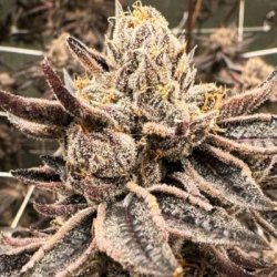 Ein allgemeines Bild