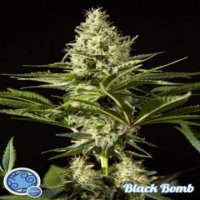 Black Bomb fem