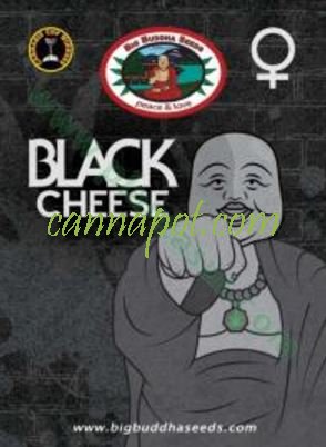 Black Cheese fem - zum Schließen ins Bild klicken