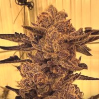 (Bild für) Black Cherry Flambe