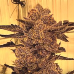 Ein allgemeines Bild