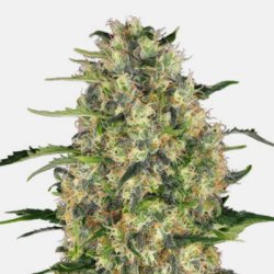 Ein allgemeines Bild