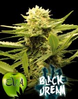 Black Dream fem