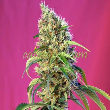 Black Jack CBD fem - zum Schließen ins Bild klicken