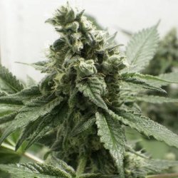 Ein allgemeines Bild