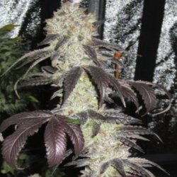 Ein allgemeines Bild