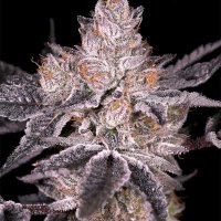 (imagen para) Black Oishii