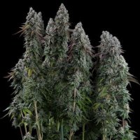 (image pour) Black Sugar 2.0 female