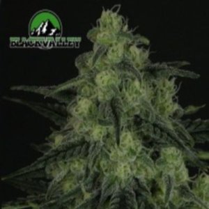 (imagen para) Black Valley female
