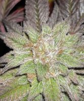 (Bild für) Blackberry