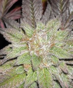 (Bild für) Blackberry