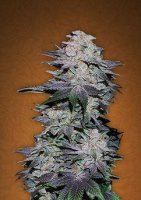 Blackberry Auto fem