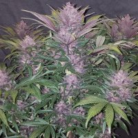 Blackberry Auto fem