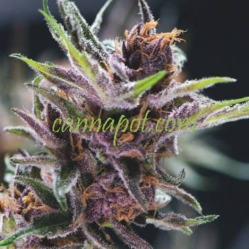 Black Cherry Punch female - zum Schließen ins Bild klicken