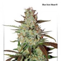 (image pour) Blue Auto Mazar