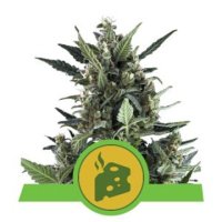 Blue Cheese feminized