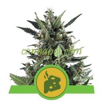 Blue Cheese feminized - zum Schließen ins Bild klicken