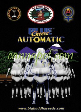 Blue Cheese Automatic fem - zum Schließen ins Bild klicken
