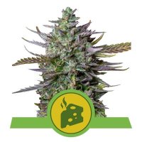 Blue Cheese Auto feminized