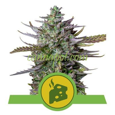 Blue Cheese Auto feminized - zum Schließen ins Bild klicken