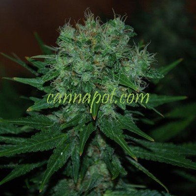 Blue Cheese Auto feminized - zum Schließen ins Bild klicken