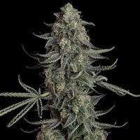 (Bild für) Blue Dream Auto female